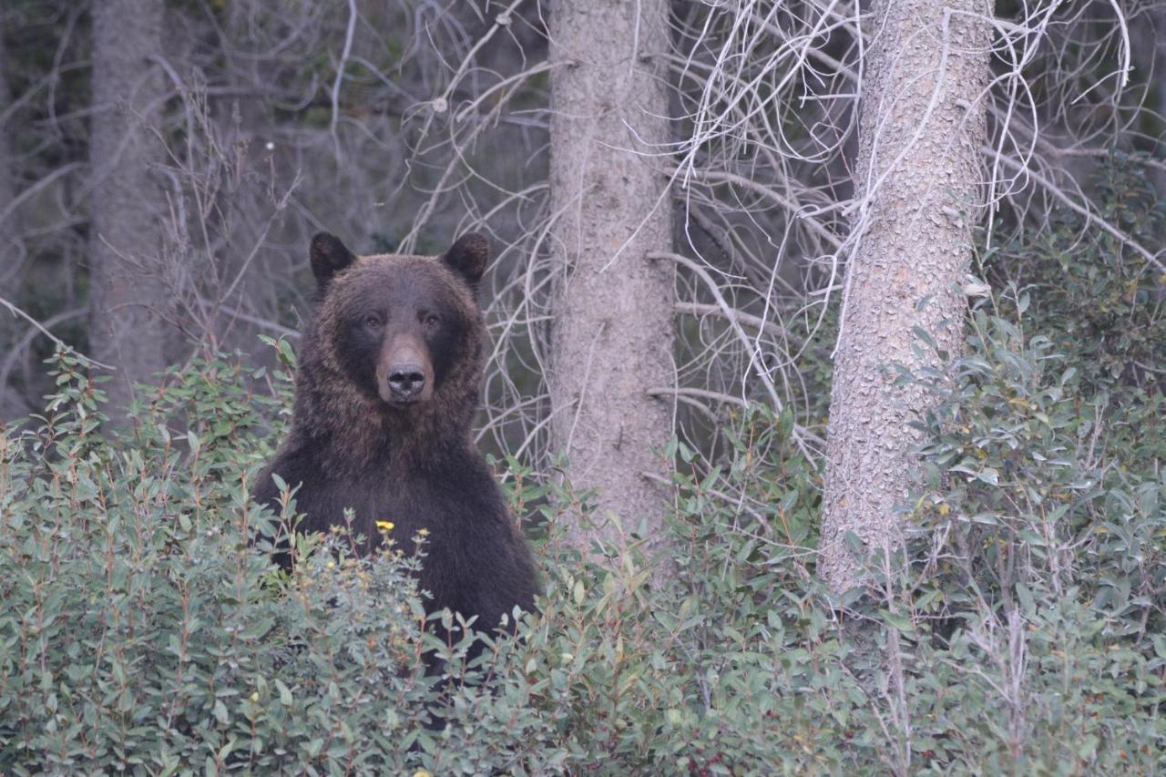 Grizzly Lodge Canmore Esterno foto