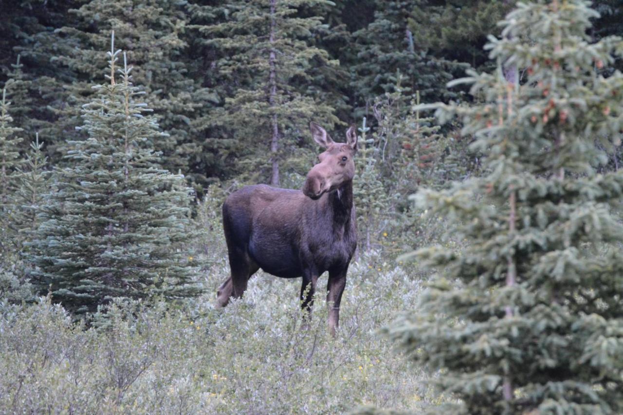 Grizzly Lodge Canmore Esterno foto